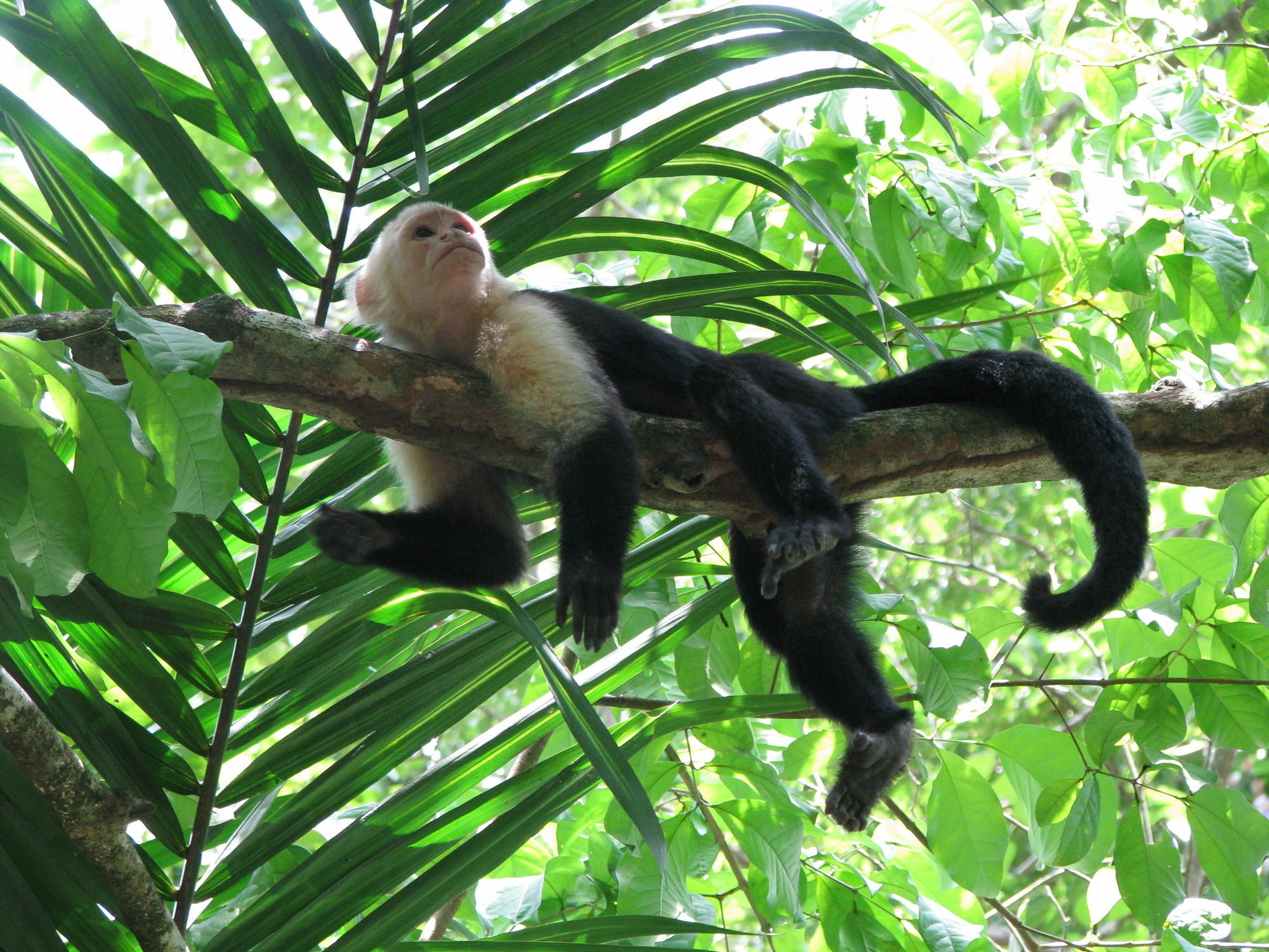 Lirio Lodge Barra de Pacuare Εξωτερικό φωτογραφία