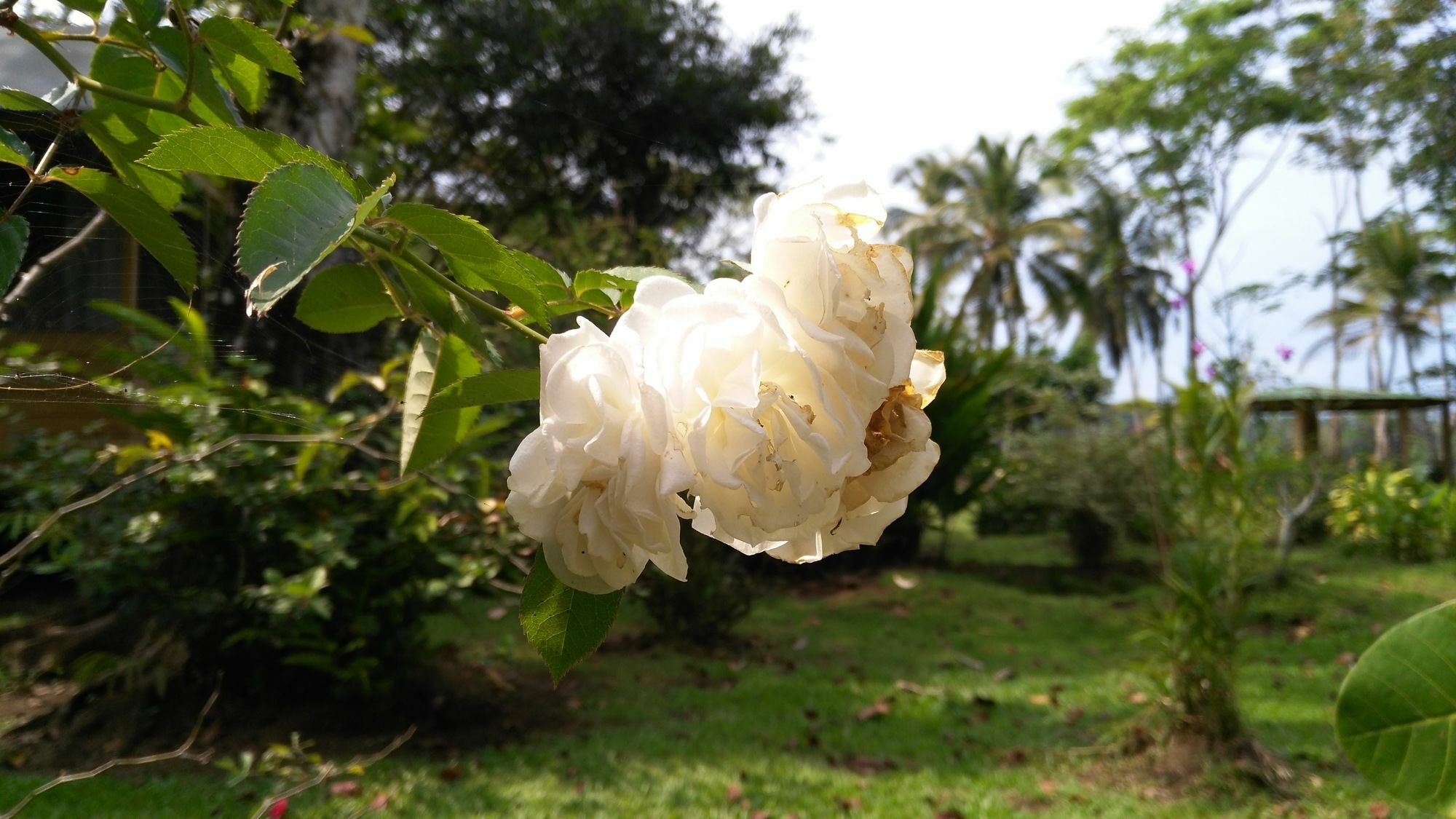 Lirio Lodge Barra de Pacuare Εξωτερικό φωτογραφία